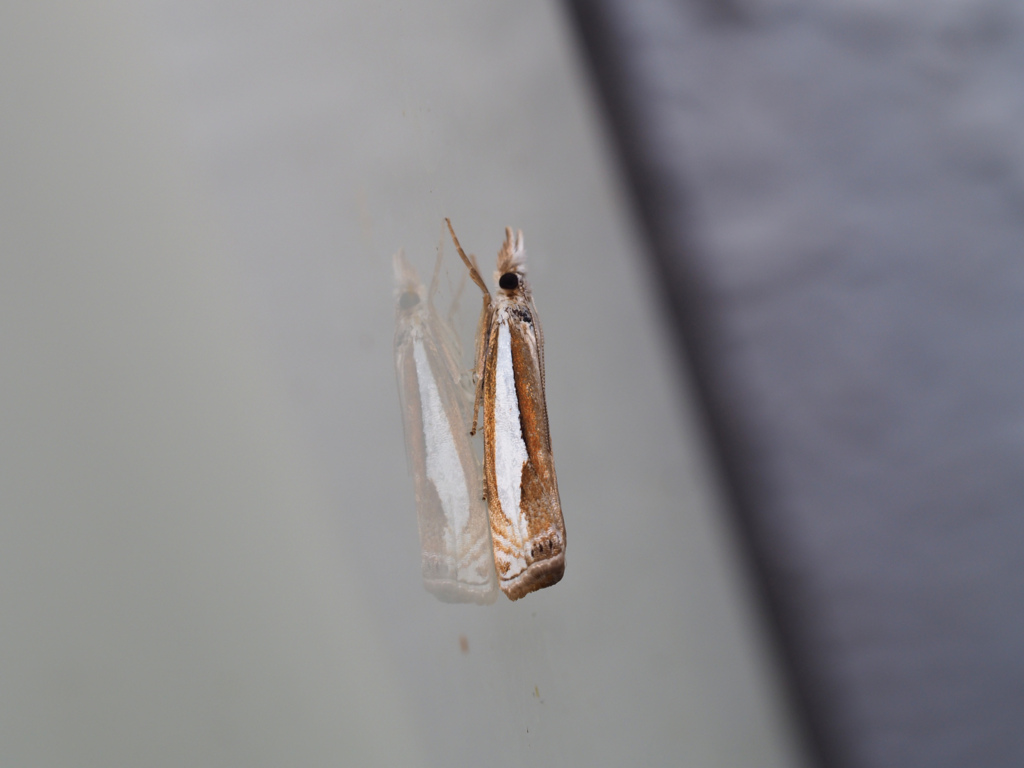 シロスジツトガ