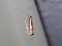 シロスジツトガ