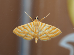 マタスジノメイガ