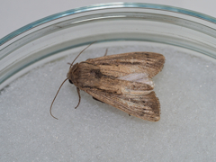 クサシロキヨトウ