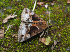 ハングロアツバ