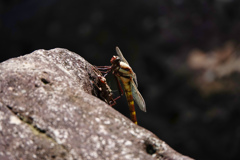 コオニヤンマ ♀羽化