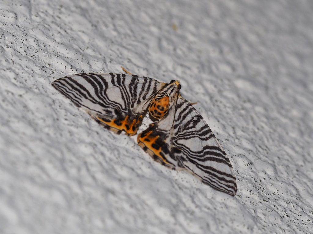 ナミガタシロナミシャク