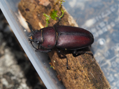 ノコギリクワガタ ♀
