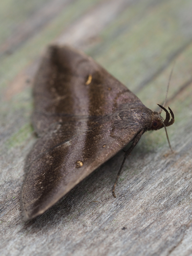 ハナマガリアツバ