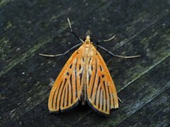 クロスジノメイガ