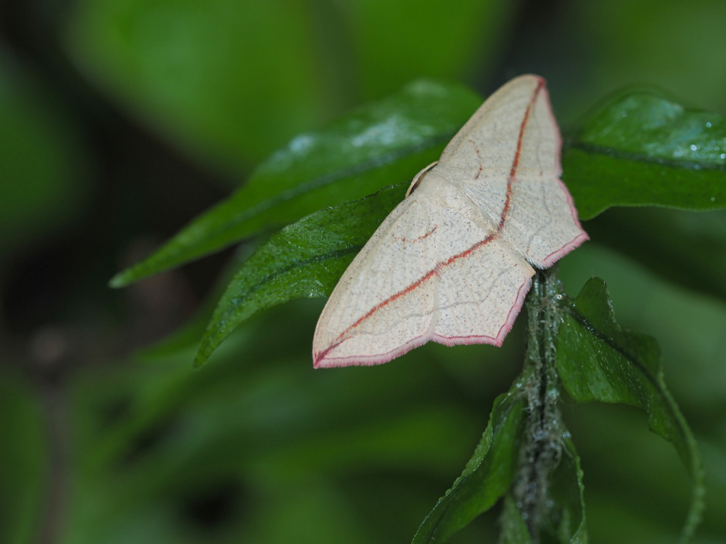 Timandra sp.