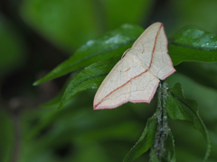 Timandra sp.