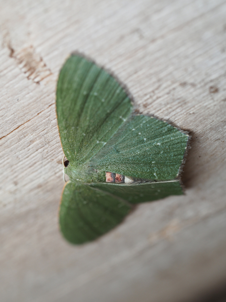 ヘリグロヒメアオシャク