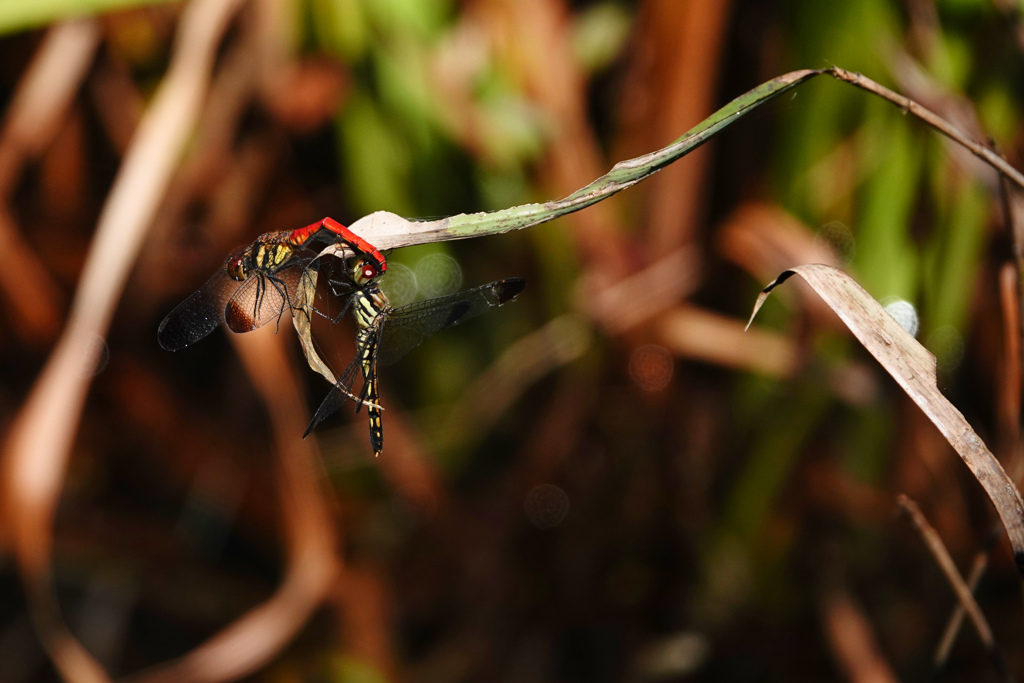 リスアカネ 連結態