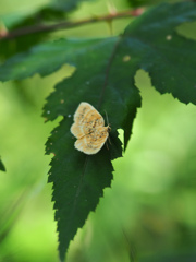 ウスオビヒメエダシャク ♀