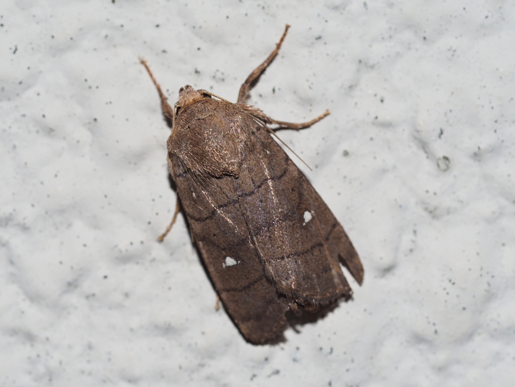 シロモンオビヨトウ