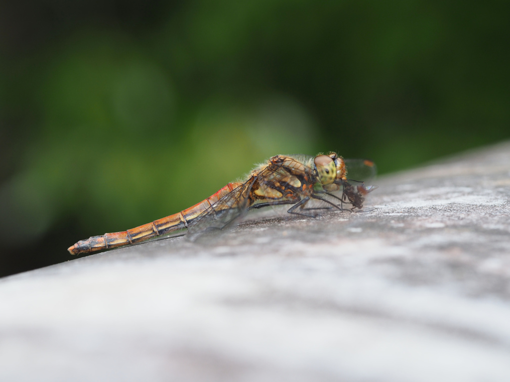 アキアカネ ♀摂食