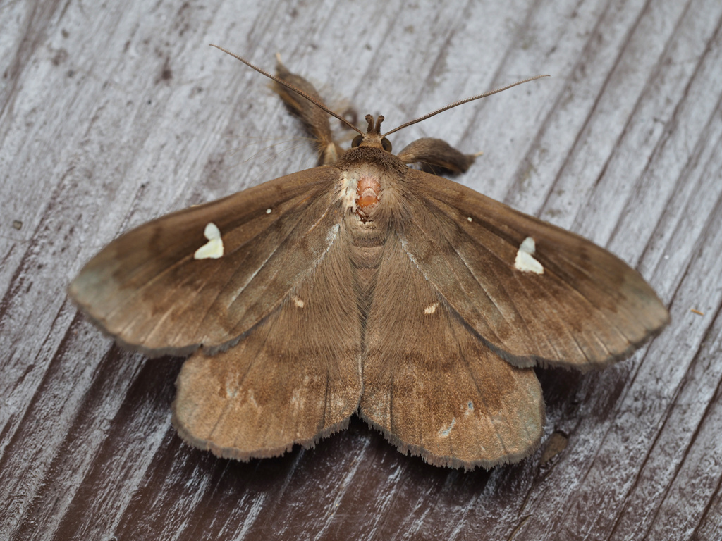 オオシラホシアツバ