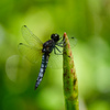 ハラビロトンボ♂