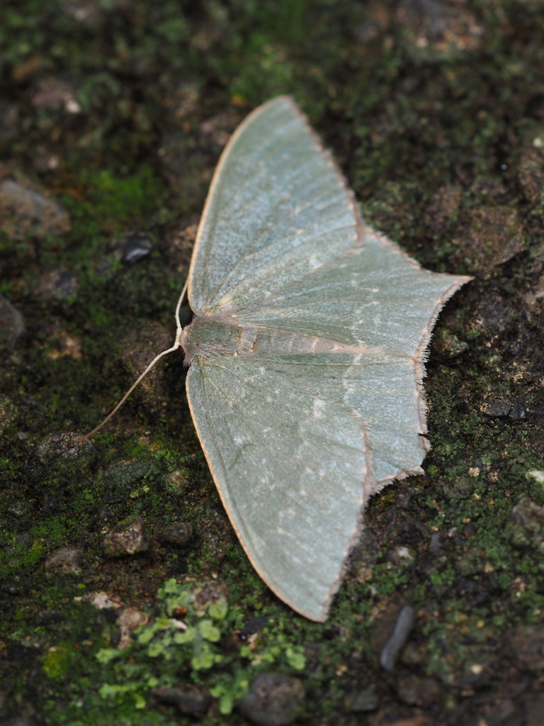 ヒメツバメアオシャク