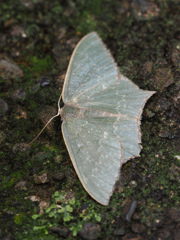 ヒメツバメアオシャク