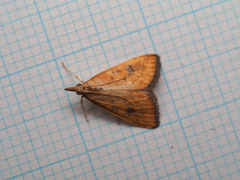 クロモンキノメイガ