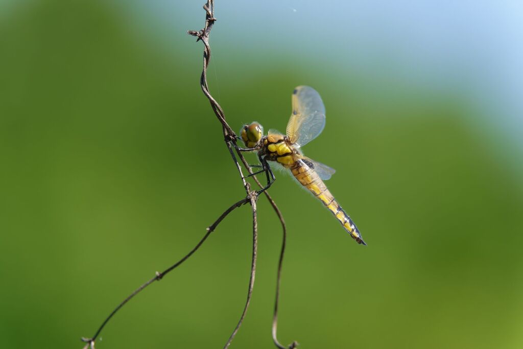ヨツボシトンボ ♀テネラル