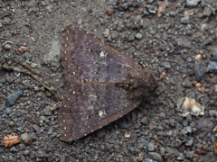 オオシロテンクチバ