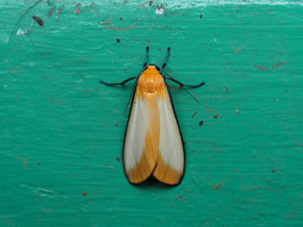 マエグロホソバ ♂