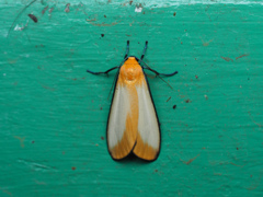 マエグロホソバ ♂