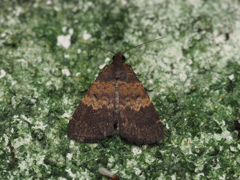 Hydrillodes sp.