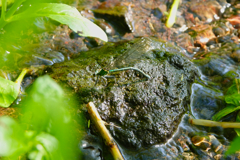 アサヒナカワトンボ 産卵