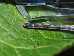 マユタテアカネ ♀産卵弁