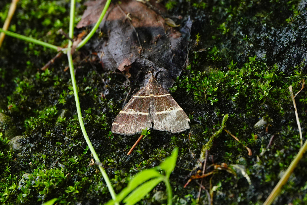 フタスジアツバ