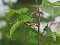 シロヒシモンコヤガ