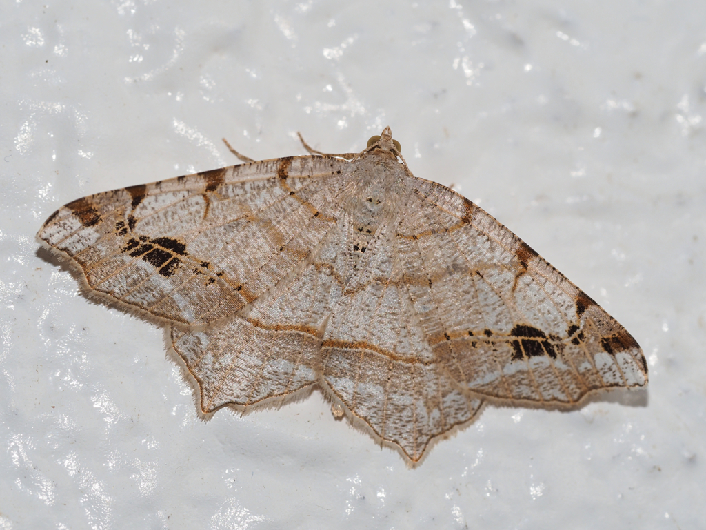 ウスキオエダシャク