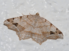 ウスキオエダシャク