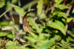 リスアカネ ♀単独打空産卵