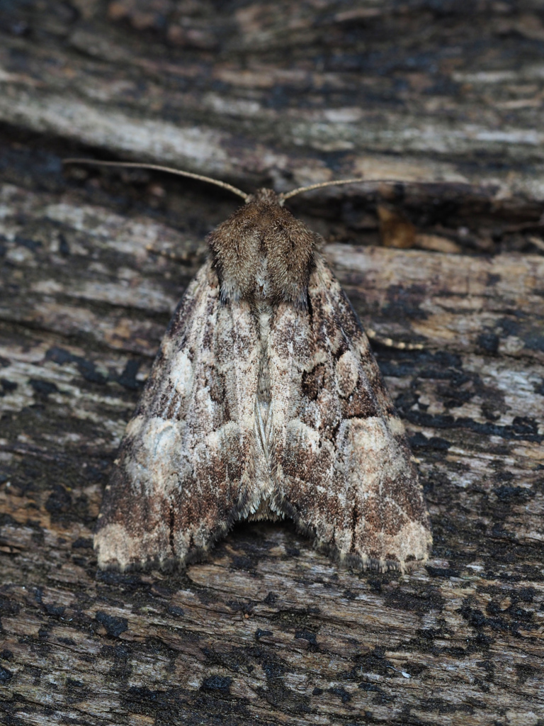 ネスジシラクモヨトウ