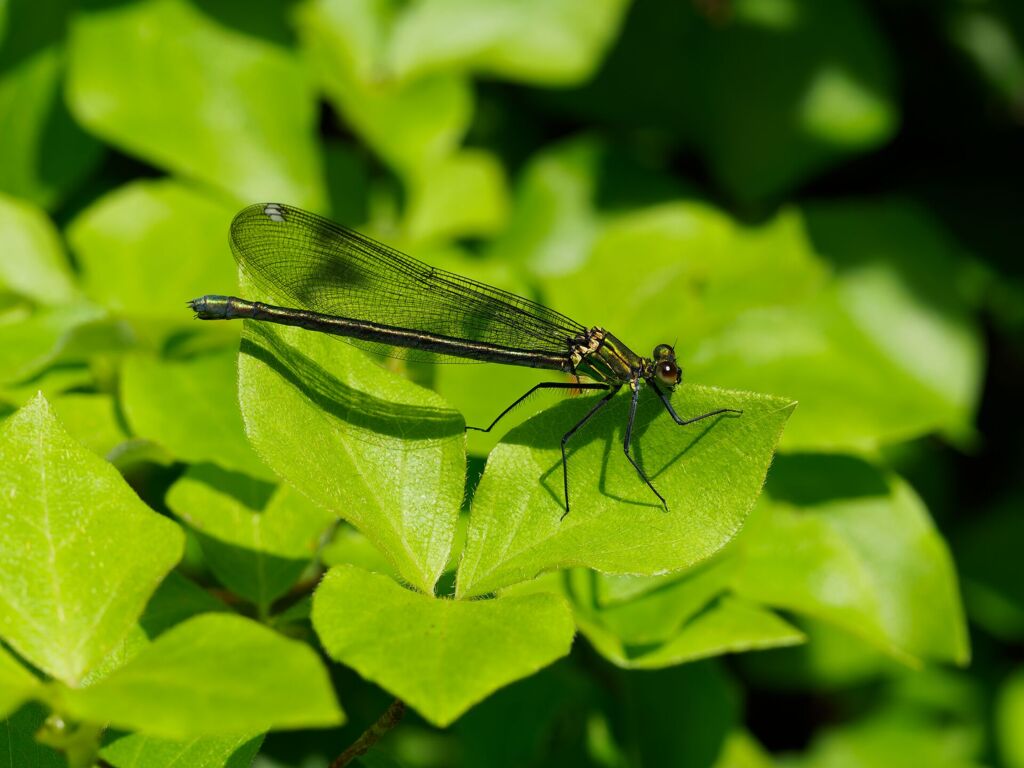 アサヒナカワトンボ ♀