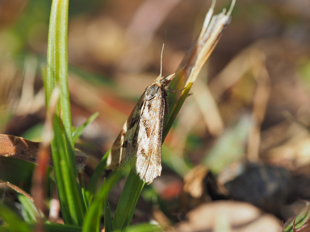 キアヤヒメノメイガ