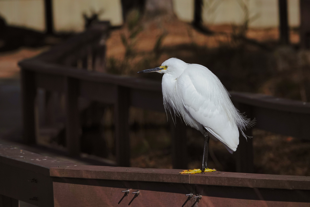 コサギ