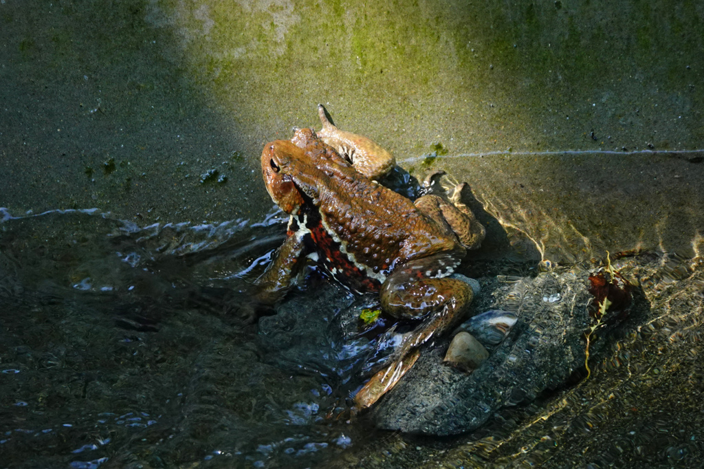 アズマヒキガエル