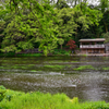 柿田川中流域