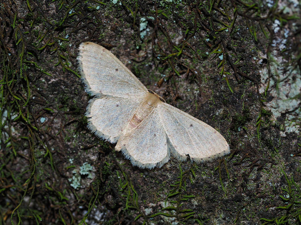 Idaea sp.