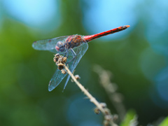 ナツアカネ ♂