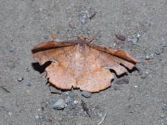 エグリエダシャク