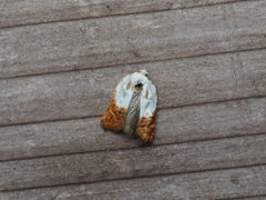 ナカジロハマキ(夏型)