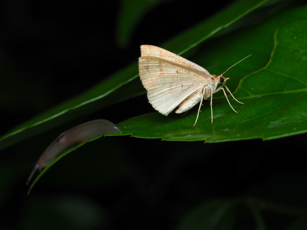 ハグルマエダシャクの仲間?