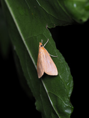 キムジノメイガ