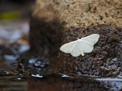 Scopula sp.