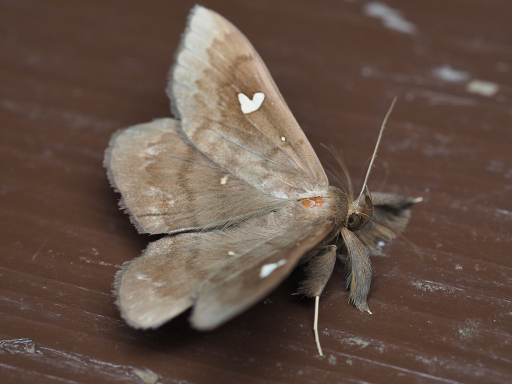 オオシラホシアツバ