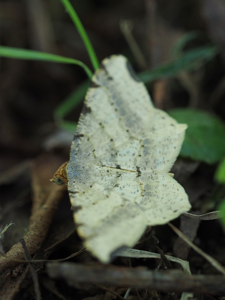 シャンハイオエダシャク