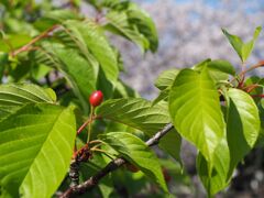 早咲き桜の今